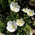 Dzwonek Karpacki PEARL WHITE