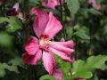 HIBISKUS TRICOLOR
