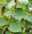 Lipa drobnolistna GREENSPIRE