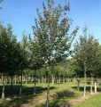 Lipa drobnolistna GREENSPIRE