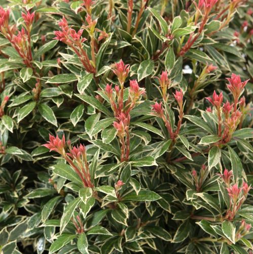 Japonský pieris Little Heart