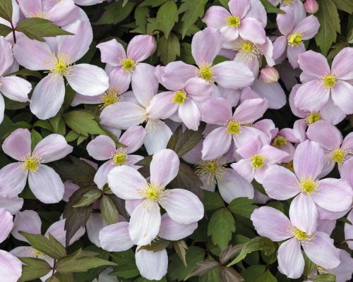 Clematis Montana