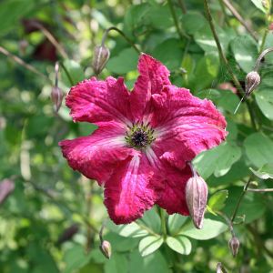 Clematis Kermesina
