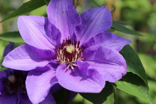 Clematis CONIGSKIND