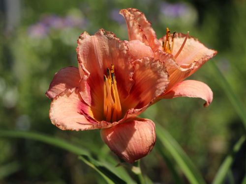 Denivka zahradní STRAWBERRY CANDY