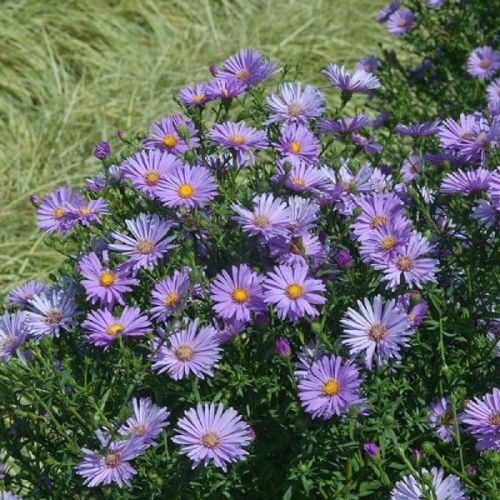 New Belgium Aster Believer Purple