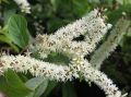Itea wirginijska Henry's Garnet