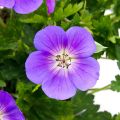 Bodziszek Wallicha BLOOM ME AWAY