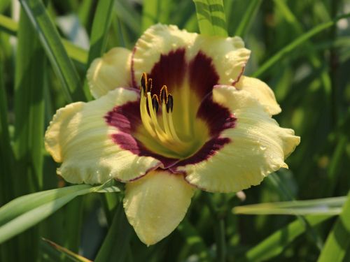 Denivka zahradní El Desperado