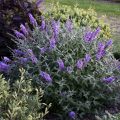 Budleja Dawida Lavender Cupcake