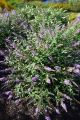 Budleja Dawida Lavender Cupcake