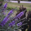 Budleja Dawida Lavender Cupcake