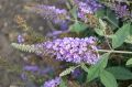 Budleja Dawida Lavender Cupcake