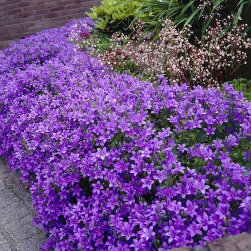 Dalmatinský zvon CATHARINA