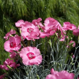 Hvozdík ANGEL OF HOPE