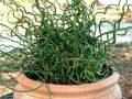Sit spiralny 'Spiralis'