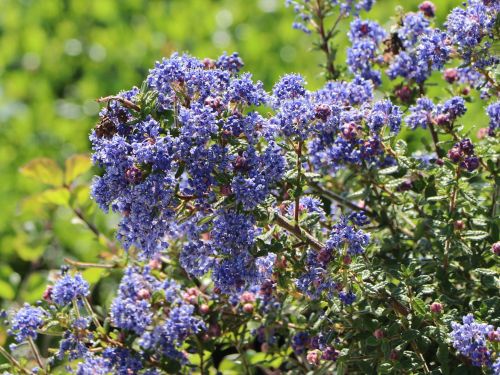 Latnatec Blue Mound