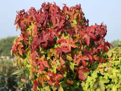 AMBROŇ ZÁPADNÍ GUM BALL