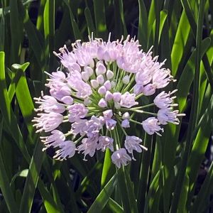 Lusitania česnek Letní krása