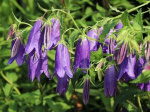 Hybridní zvonek 'Sarastro'