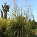 Trawa pampasowa ERIANTHUS RAVENNAE
