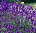 Lawenda VALENCE DARK VIOLET
