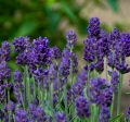 Lawenda VALENCE DARK VIOLET