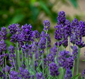 Levandule VALENCE DARK VIOLET