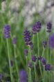 Lawenda VALENCE DARK VIOLET