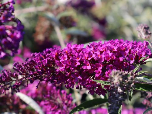 Budleja David Nanho Purple