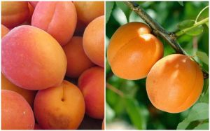 Meruňka Zaleszczycka a Early Orange na JEDNOM stromu DUO