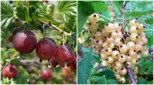 Angrešt HINNONMAKI ROT a rybíz WERSALSKA na pařezu DUO 