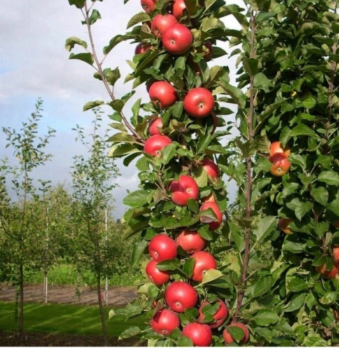 Jabloň BALERINA – Sloupovitá