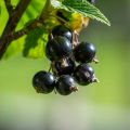 Porzeczka czarna OJEBYN - krzew