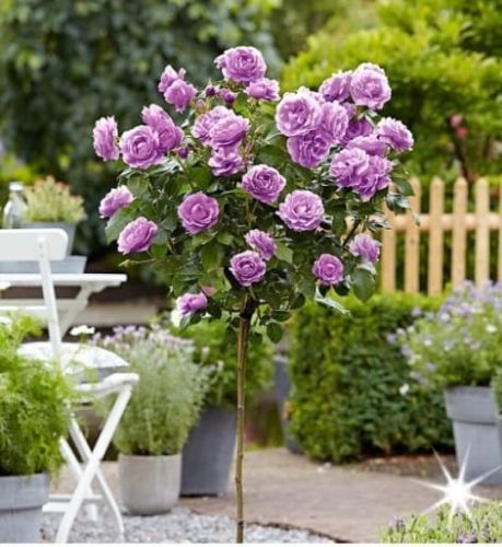 Růže na pařezu MAINZER FASTNACHT - fialová