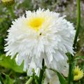 Kopretina 'Fiona Coghill'
