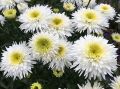 Kopretina 'Fiona Coghill'
