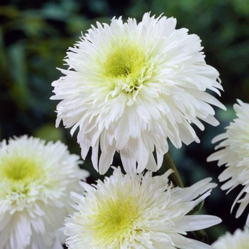 Kopretina 'Fiona Coghill'