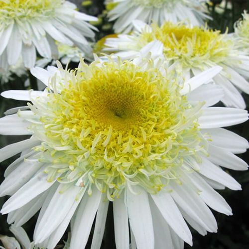 Kopretina 'Real Glory'