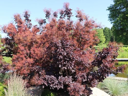 Ruj vlasatá ROYAL PURPLE