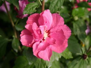 Hibiscus DUC DE BRABANT - ibišek syrský na kmínku