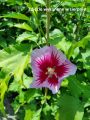 Hibiskus 'Hamabo'