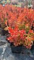 Berberys Thunberga ORANGE ICE