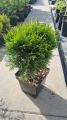 Thuja DANICA