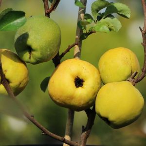 Kdoulovec Boule de Feu