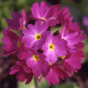 Prvosenka PROM DEEP ROSE