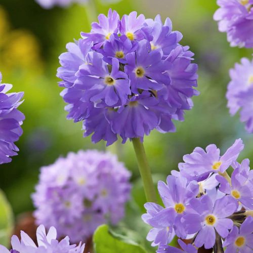 Prvosenka PROM LILAC