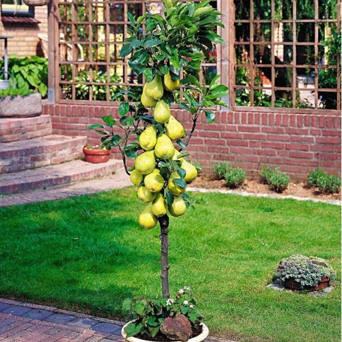 Hrušeň sloupovitá KLAPSA