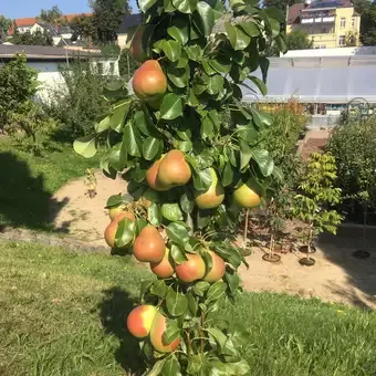 Hrušeň sloupovitá BERA HARDY