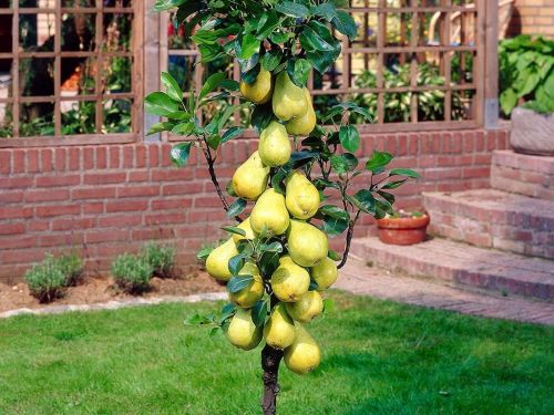 Hrušeň sloupovitá XENIA